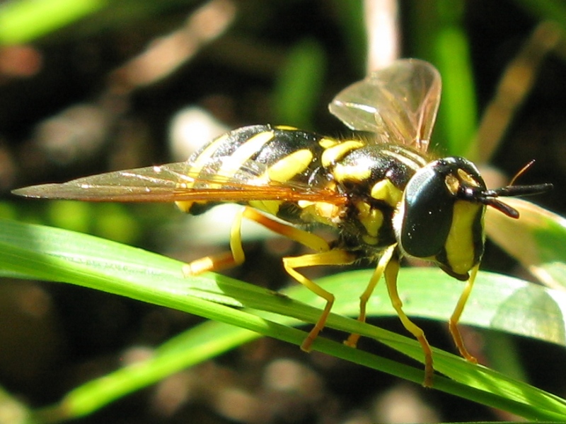 Chrysotoxum intermedium F (Syrphidae)